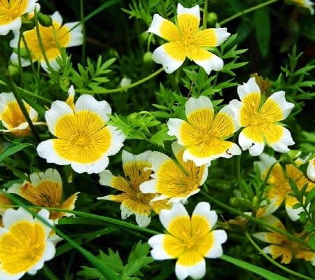 White limnanthes Flower Seeds