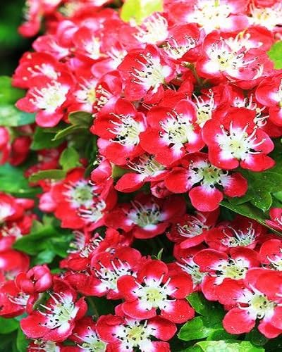Red Hawthorn Flower Seeds