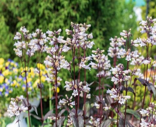 Mixed Penstemon Flower Seeds