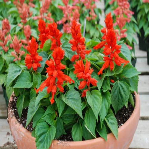 Salvia Flower Seeds