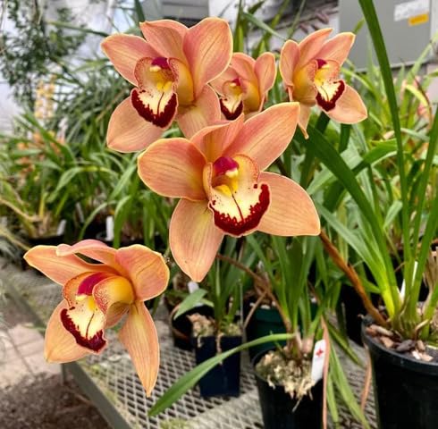 Orange Cymbidium Flower Seeds