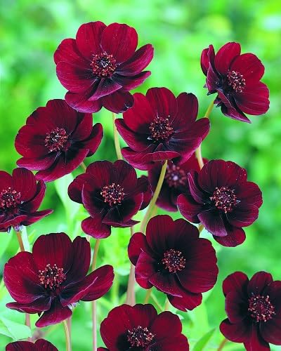 Maroon Cosmos Flower Seeds