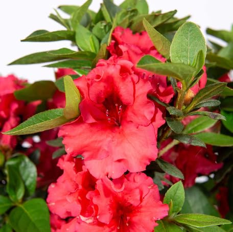 Red Azalea Flower Seeds