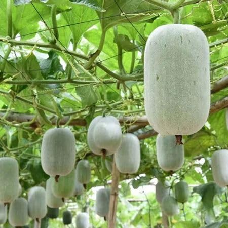 Benincasa hispida vegetable seeds vegetable seeds for Home Gardening, Fast Growing Backyard Harvest for kitchen garden planting