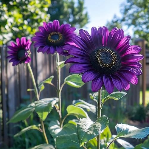 Purple Sunflower Flower Seeds