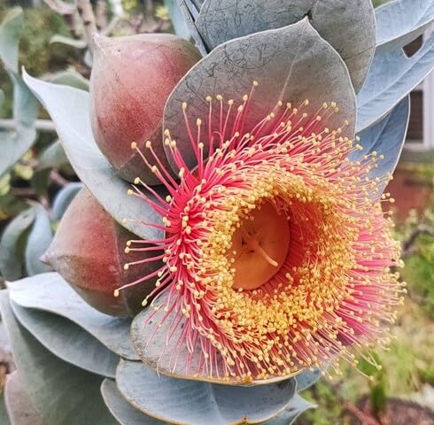 Red Eucalyptus Macrocarpa Rosa Flower Seeds