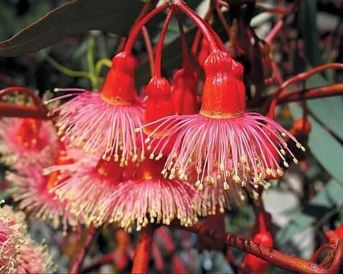 Red Eucalyptus Torquata Flowers Seeds