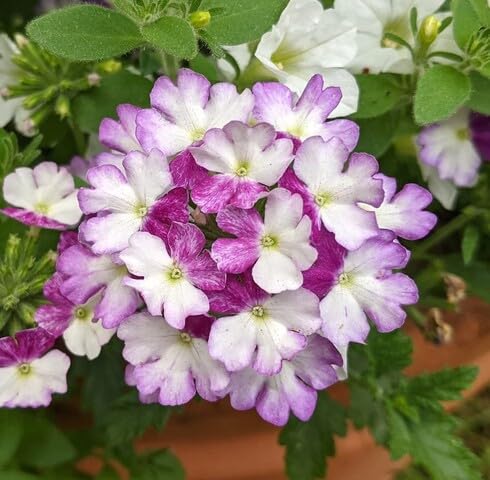 Purple whiteVerbena Flower Seeds