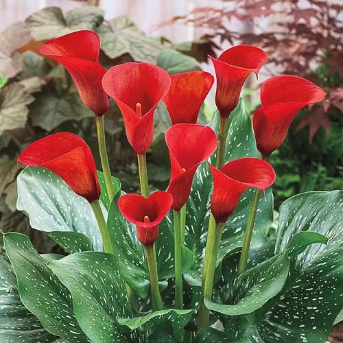 Red Aethiopica Calla Lilly Flower Seeds