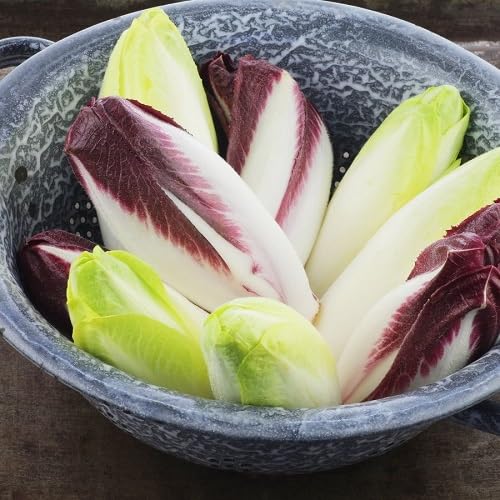 Mixed Chicory vegetable seeds - Heirloom, Organic, Non Gmo Garden Seeds for kitchen garden planting