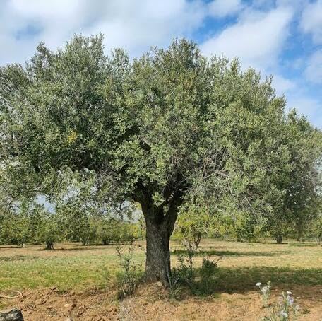 Green Olive Tree fruit seeds for organic garden planting