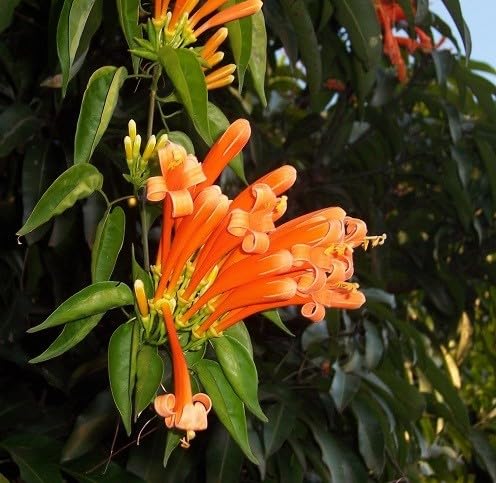 Venusta Flower Seeds