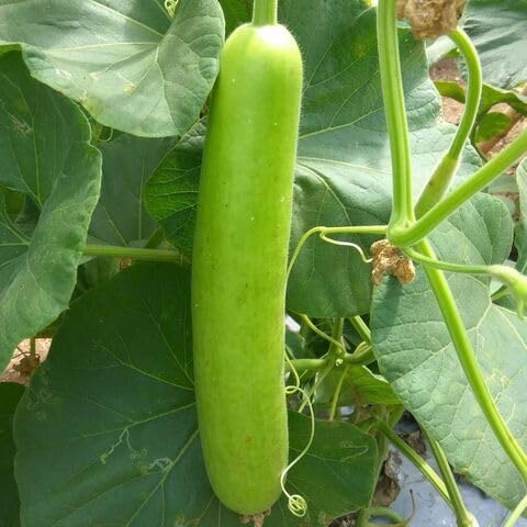 Bottlegourd vegetable seeds for Home Gardening, Fast Growing Home Garden Variety Premium for kitchen garden planting