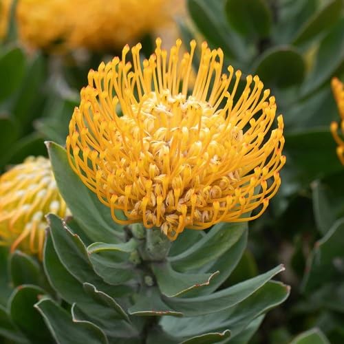 Yellow Leucospermum Flower Seeds
