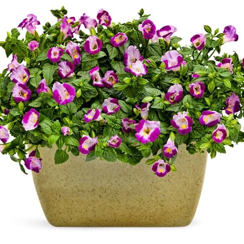 Torenia Flower Seeds