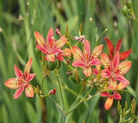 pardancanda flower seeds flower