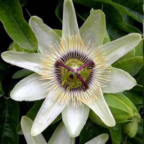 White Passion Flower Seeds
