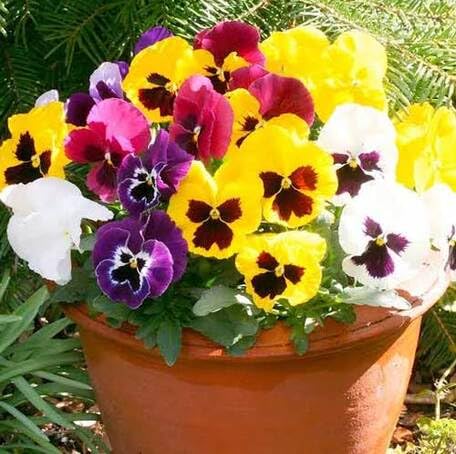 Mixed Pansy Flower Seeds