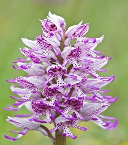 White Purple Orchis Simia Flower Seeds