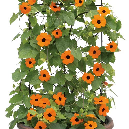 Orange Thunbergia Flowers Seeds