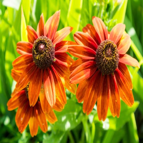 giant rudbeckia flower orange gardening Fruit Seeds organic garden seeds