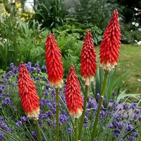 Red Kniphia Flower Seeds
