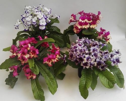 Mixed Streptocarpus Flower Seeds