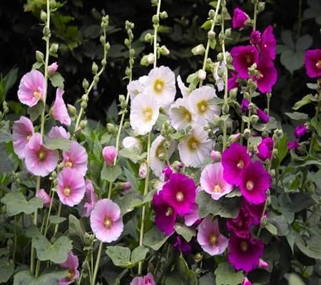 Hollyhock Flower Seeds