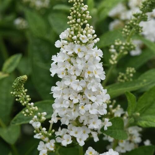 White Buddleja Flower Seeds