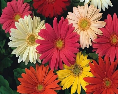 Daisy Gerbera Flower Seeds Mixed 