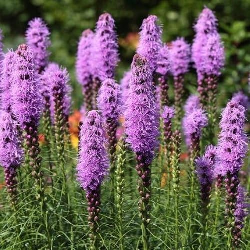 Purple Kniphia Uvaria Flower Seeds