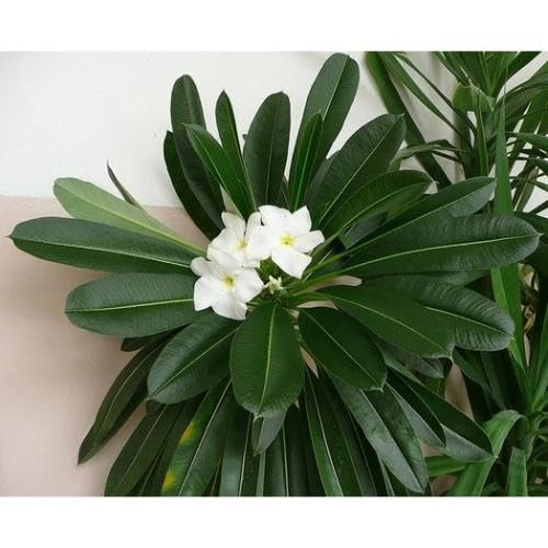White Pachypodium Flower Seeds