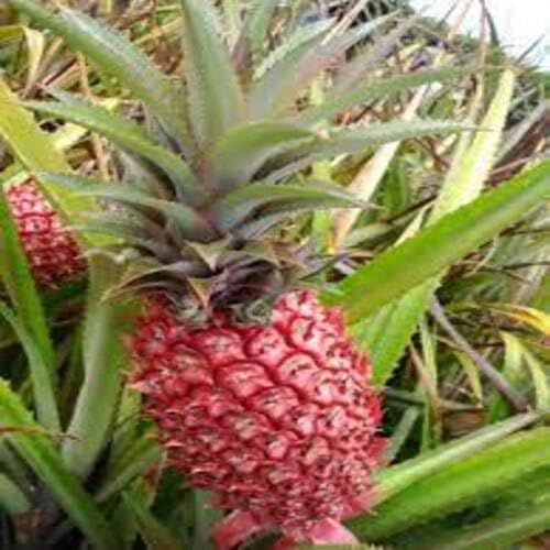 Red Pineapple Fruit Seeds Natural Backyard Planting Choice for Fresh Harvest Premium