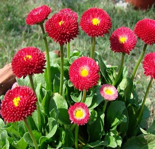 Red Daisy Flower