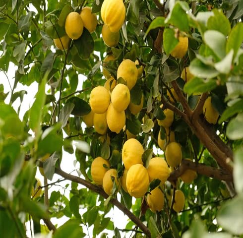yellow lime fruit Fruit Seeds organic garden seeds