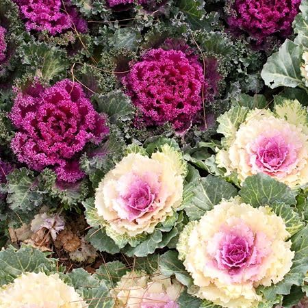 Mixed Ornamental Cabbage vegetable seeds - Heirloom, Organic, Non Gmo Garden Seeds for kitchen garden planting