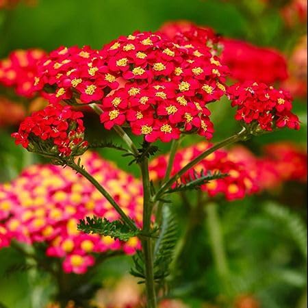 Red Achillea Millefolium Flower Seeds