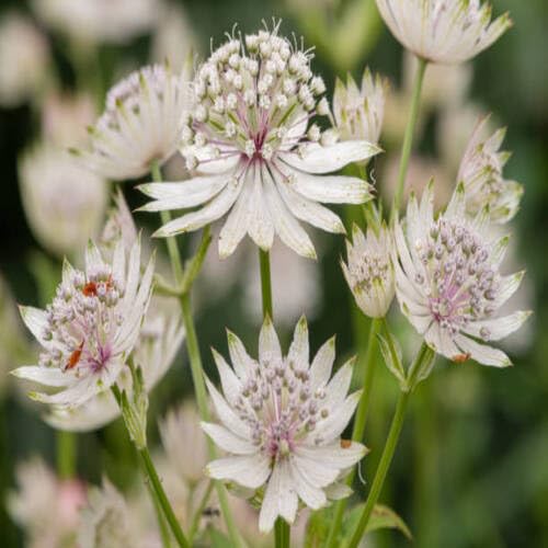 White Astrantia Flower Seeds