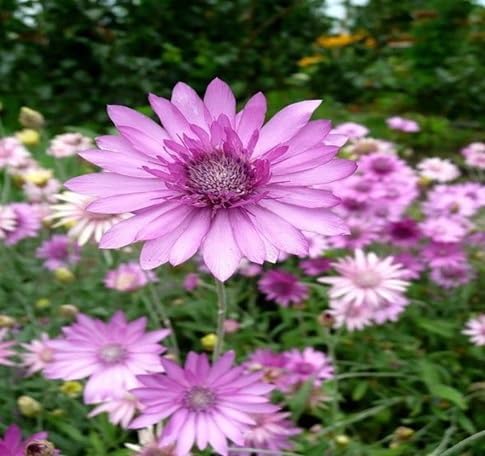 Xeranthemum Flower Seeds