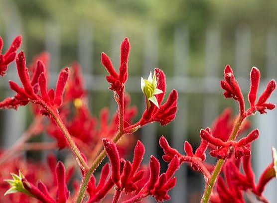 Red Anigozanthos Flower Seeds