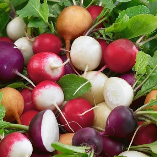 Mixed Radish Vegetable Seeds Heirloom, Non-GMO for Home Garden Planting