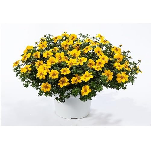 bidens Flower Seeds