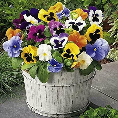 Mixed Pansy Flower Seeds. Premium Floral Seeds for Decorative Home Landscapes for Colorful Garden