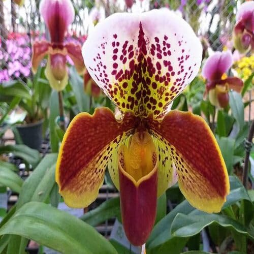 Mixed Paphiopedilum Orchid Flower Seeds