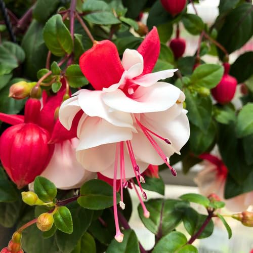Red Giant Fuchsia Flower Seeds