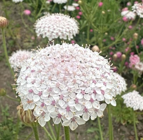 Pink Didiscus Flower Seeds