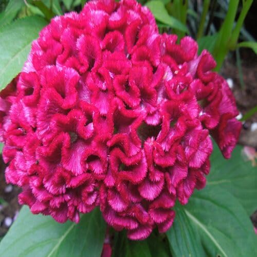 pink cockscomb flower seeds