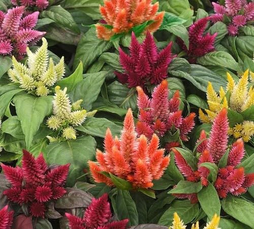 Mixed Celosia Flower Seeds