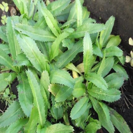 Green Culantro Vegetable Seeds Heirloom, Non-GMO for Home Garden Planting