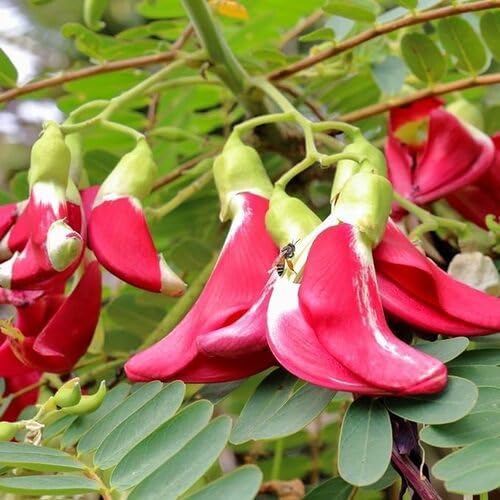 Red sesbania Flower Seeds